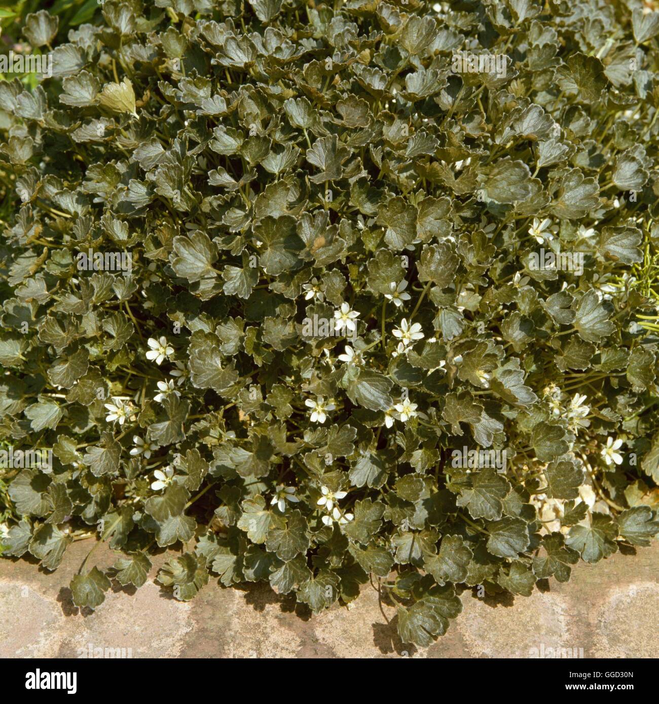 Geranium sessiliflorum - ssp. novaezelandiae `Nigricans'   ALP008443  /Photos Stock Photo